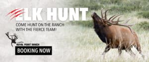 GUIDED ELK HUNTS